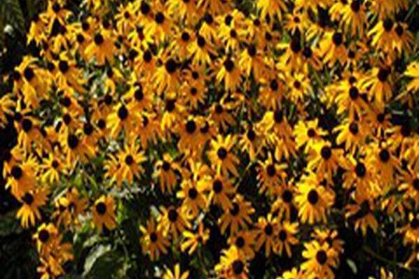 Rudbeckia fulgida \x27City Garden\x27 Rudbeckia fulgida \x27City Garden\x27