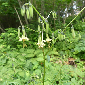 Nabalus altissimus
