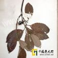灰毛杜英 灰毛杜英
