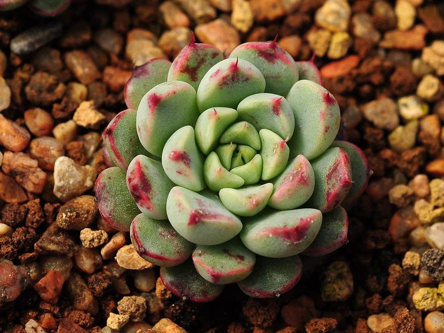 Jade Star Jade Star