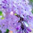 紫丁香(捩花目木犀科植物)