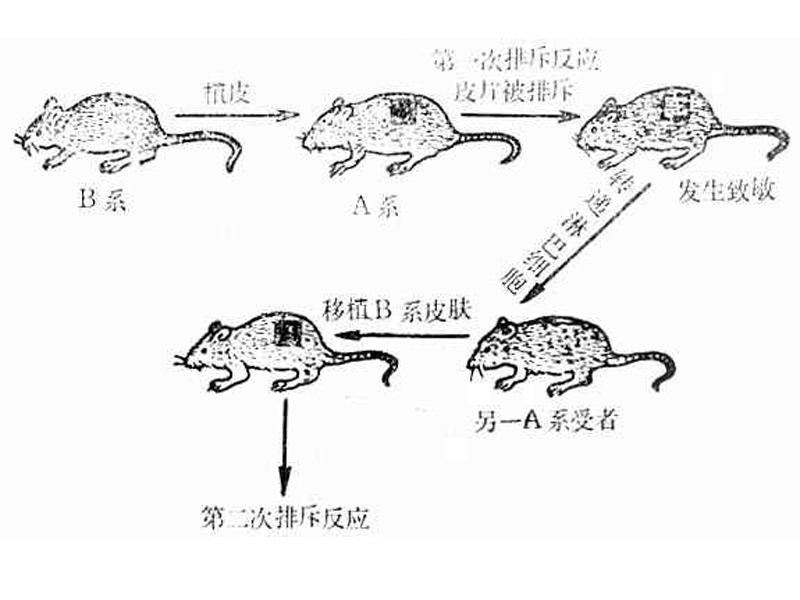 腎小球腎炎疾病動物模型