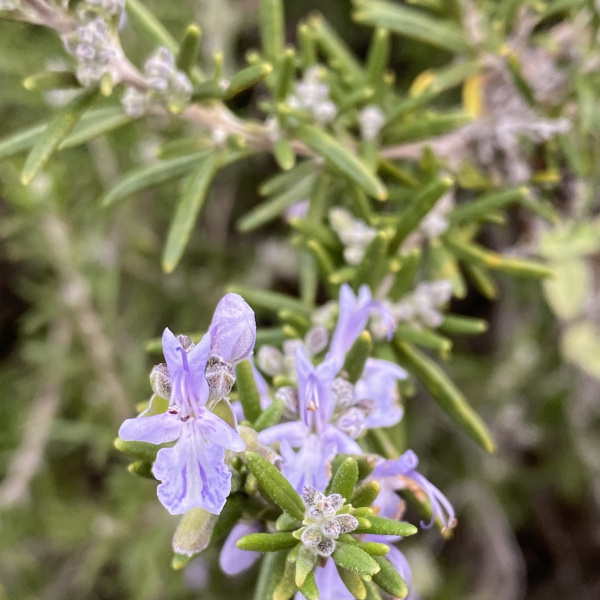 Salvia rosmarinus Salvia rosmarinus
