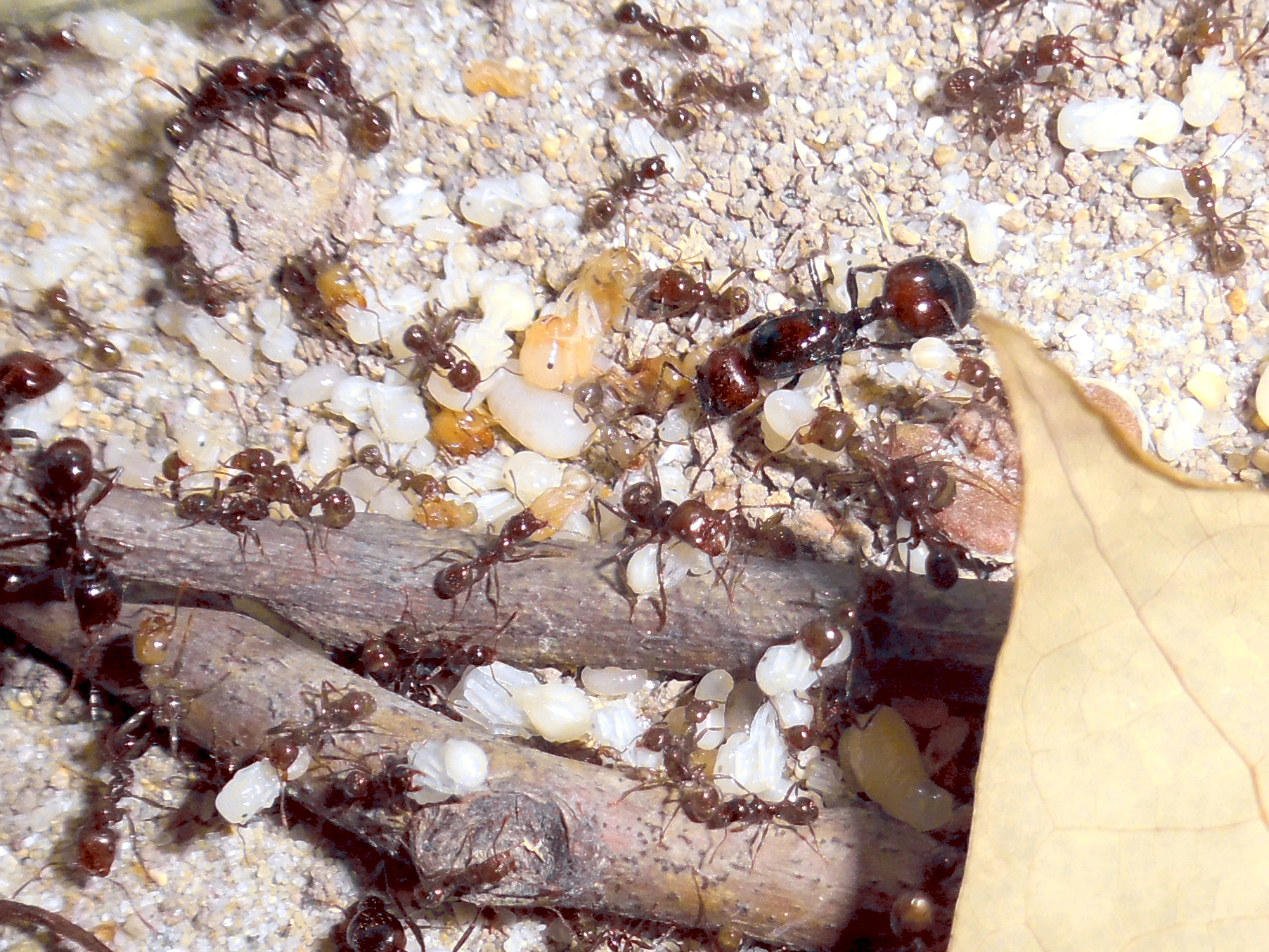 人工飼養的野蠻收穫蟻