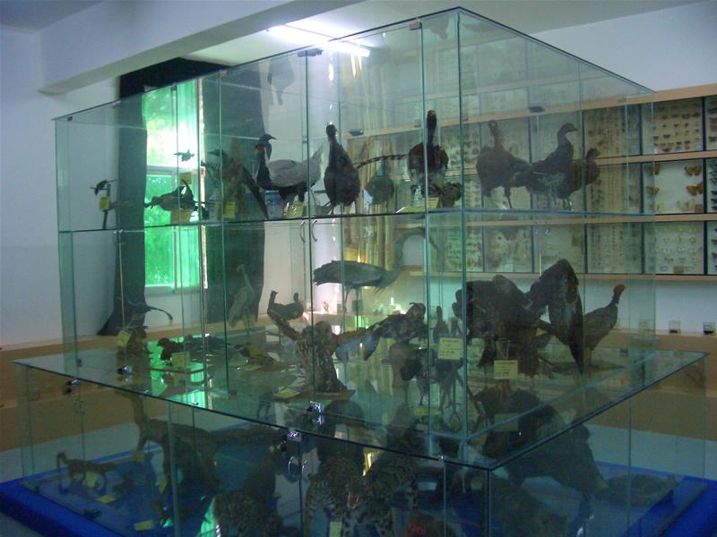 動物標本室