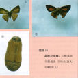 荔枝小灰蝶 荔枝小灰蝶
