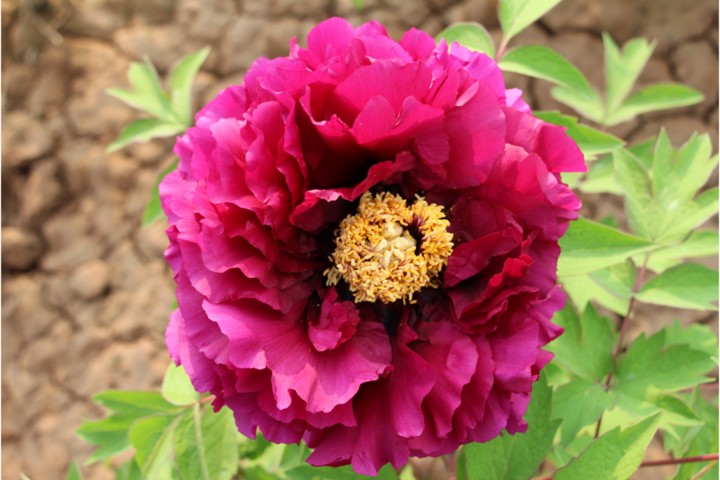 向陽葵(芍藥科芍藥屬植物) 向陽葵(芍藥科芍藥屬植物)