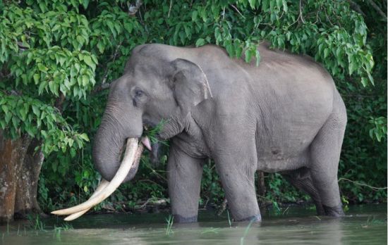 南滾河自然保護區亞洲象