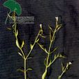 狹葉母草 狹葉母草