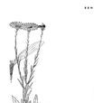 川鄂紫菀 川鄂紫菀