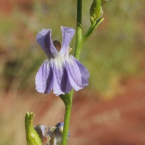 Goodenia hartiana