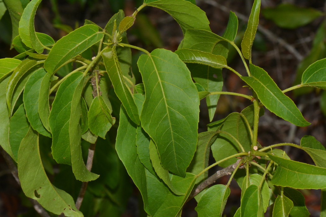 Croton inhambanensis