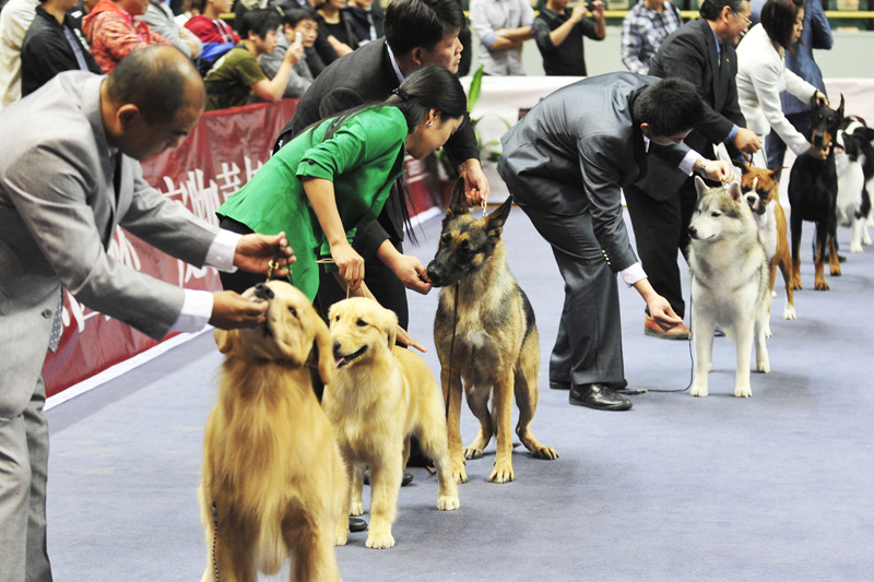 犬比賽現場