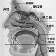 鼻孔 鼻孔