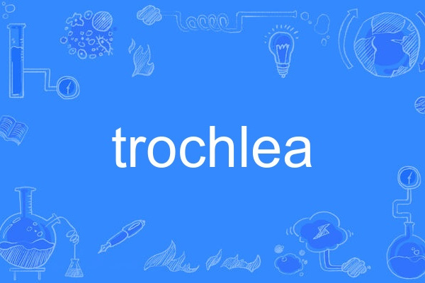 trochlea trochlea