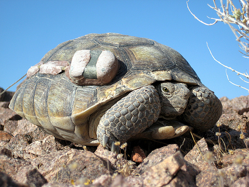 沙漠地鼠龜5