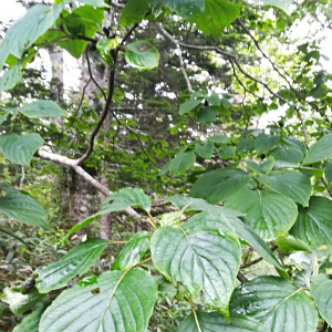 Cornus controversa Cornus controversa