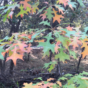 Quercus palustris