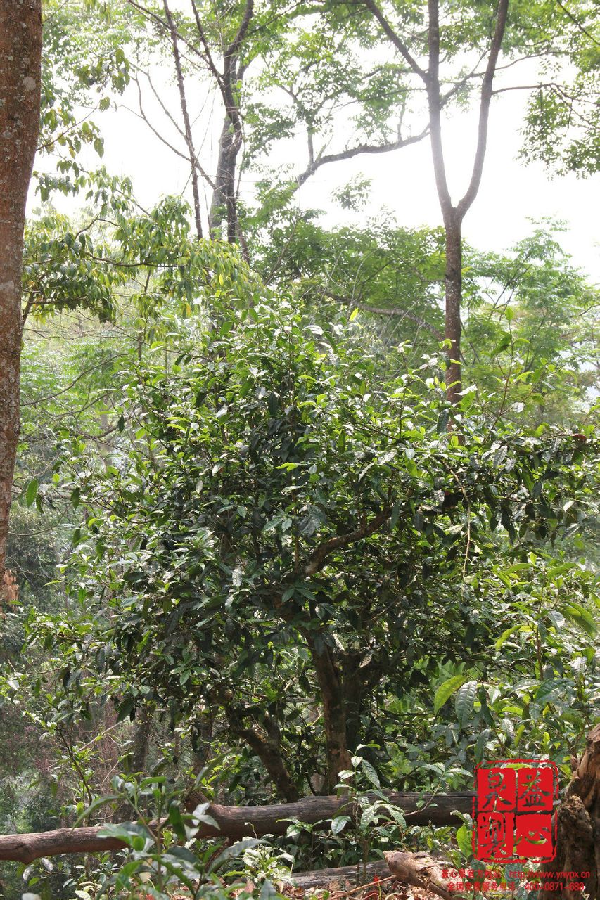 半坡村的茶樹