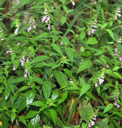 山蘿花 山蘿花