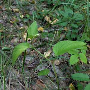 Viola nemoralis