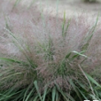 麗色畫眉草 麗色畫眉草