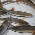 瀾滄弓魚 瀾滄弓魚