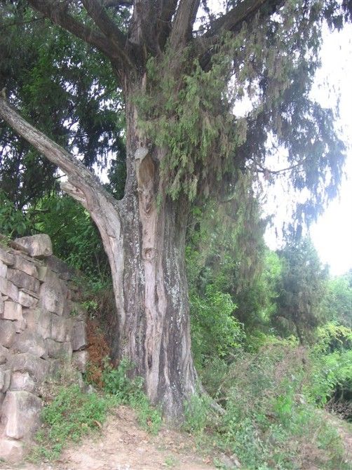 柏埡子村 柏埡子村