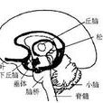 下丘腦損害