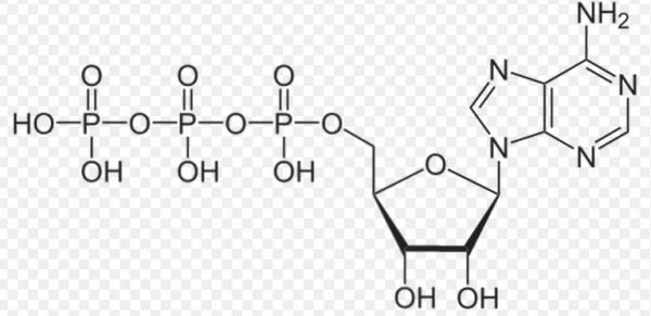 腺嘌呤核苷三磷酸