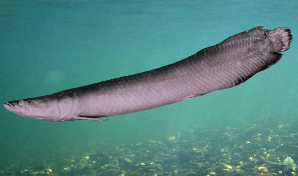 細身巨骨舌魚