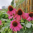 松果菊 松果菊