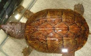 巨型麝香龜
