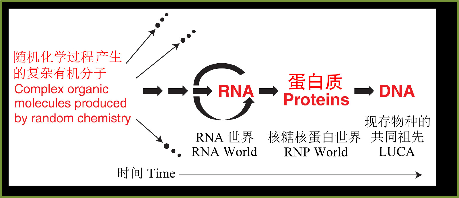 圖2 一個RNA世界模型