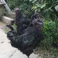 黑鳳雞 黑鳳雞