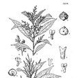 雙裂泡花樹 雙裂泡花樹