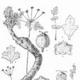 裸莖絨果芹 裸莖絨果芹
