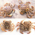 中華虎頭蟹(乳斑虎頭蟹)