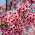 中國櫻花 中國櫻花