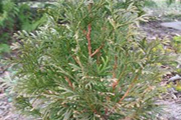 Thuja occidentalis \x27Art Boe\x27 NORTH POLE Thuja occidentalis \x27Art Boe\x27 NORTH POLE