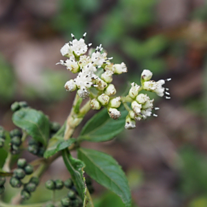 Clibadium leiocarpum