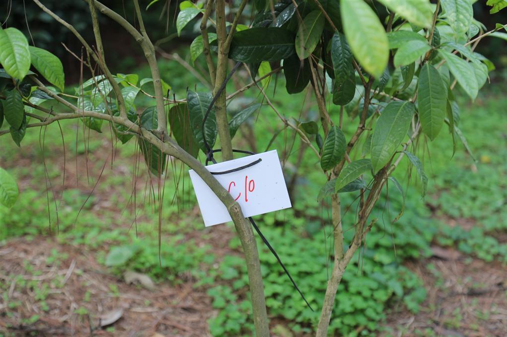 金花茶優樹FS010 金花茶優樹FS010
