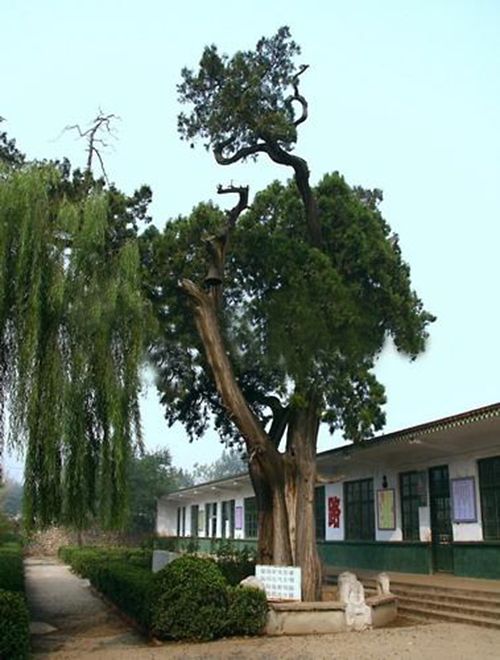 前莊科村(濟南市平陰縣孝直鎮前莊科村) 前莊科村(濟南市平陰縣孝直鎮前莊科村)