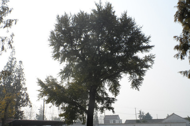 天宮寺遺址 天宮寺遺址