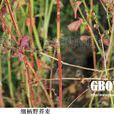 細柄野蕎麥 細柄野蕎麥