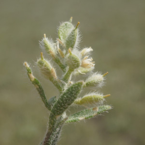 Alyssum hirsutum