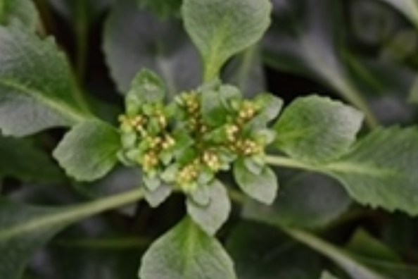 齒葉費菜 齒葉費菜