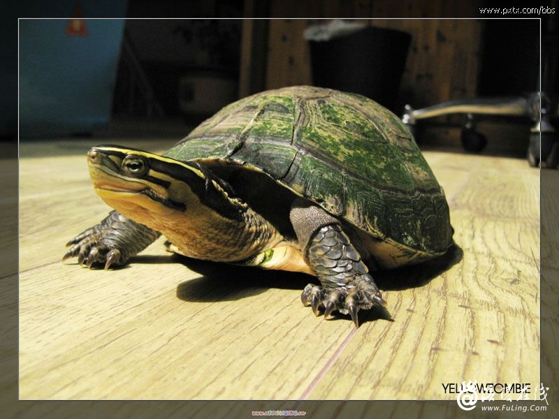 安布閉殼龜(馬來閉殼龜)