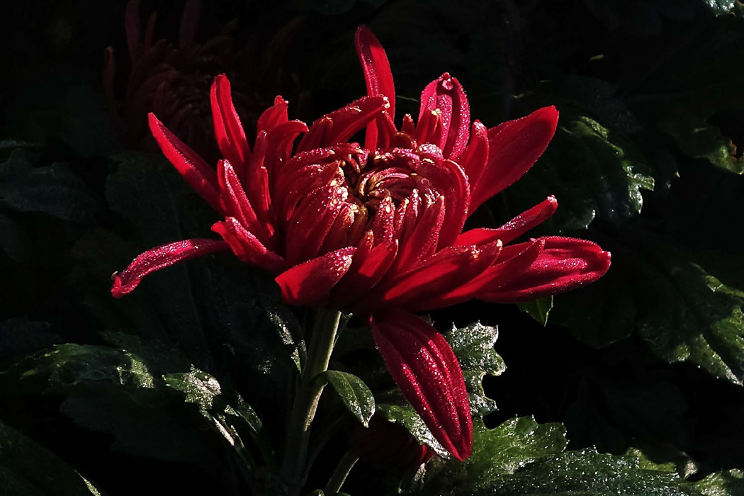 菊城紅玲 菊城紅玲