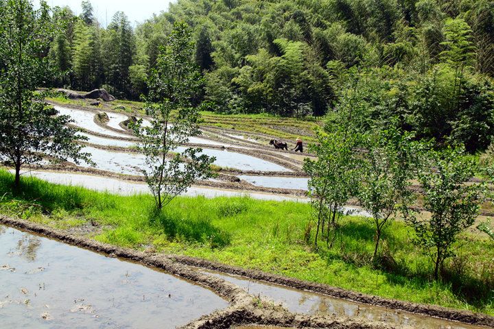張家坊村(山東省青島市平度市崔家集鎮張家坊村) 張家坊村(山東省青島市平度市崔家集鎮張家坊村)